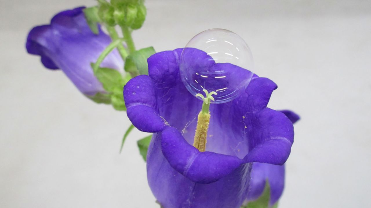 This photograph shows a chemically manufactured soap bubble on a campanula flower.