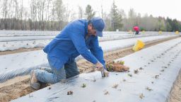 A temporary foreign worker from Mexico plants strawberries on a farm in Mirabel, Que., Wednesday, May 6, 2020, as the COVID-19 pandemic continues in Canada and around the world. (Graham Hughes/The Canadian Press via AP)