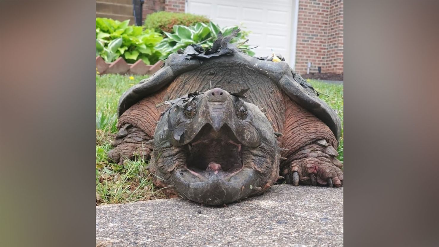65 pound turtle crosses road