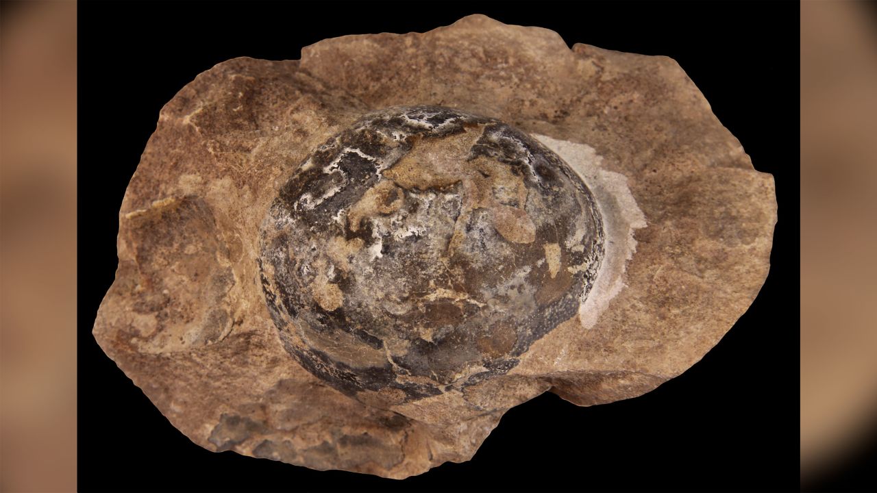 This fossilized egg was laid by Mussaurus, a long-necked, plant-eating dinosaur that grew to 20 feet in length.
