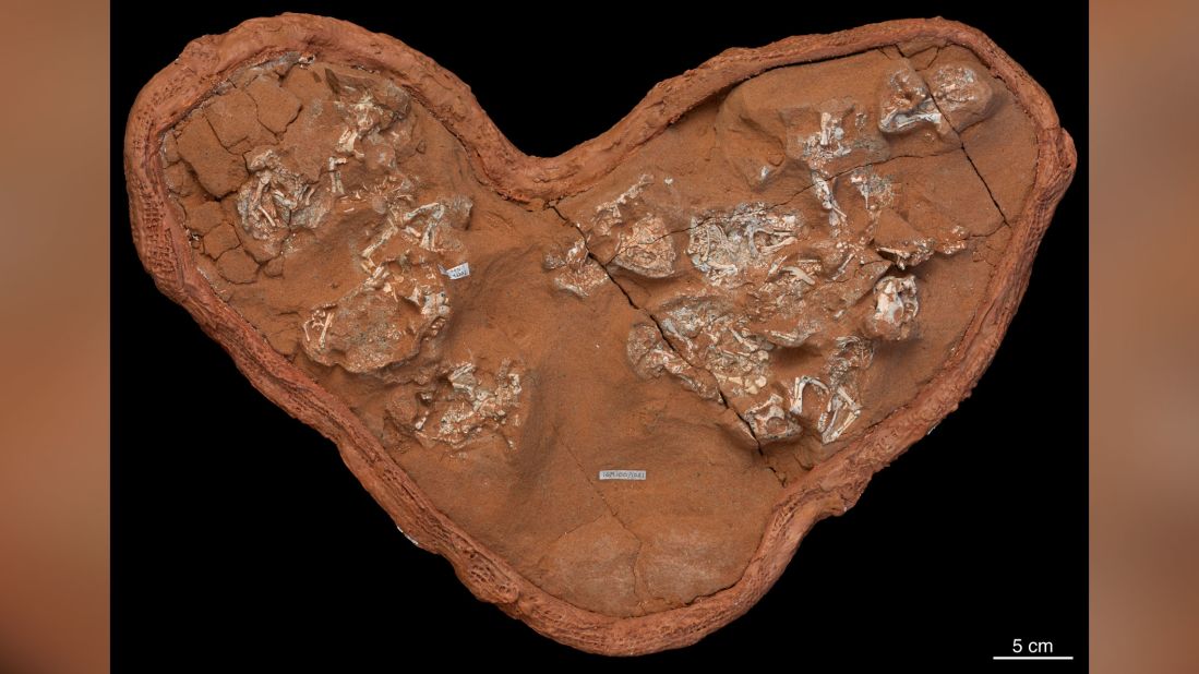 A Mysterious Shell With Ancient Script –