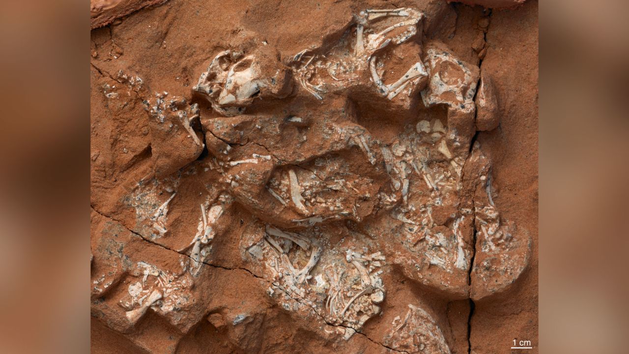 The well-preserved Protoceratops embryos included six nearly complete skeletons.