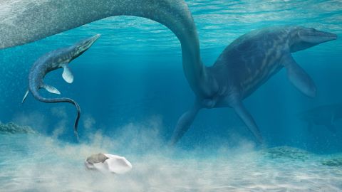 This is an artist's nterpretation of a baby mosasaur shortly after hatching. The mother mosasaur is laying an egg while a baby mosasaur swims towards the surface.