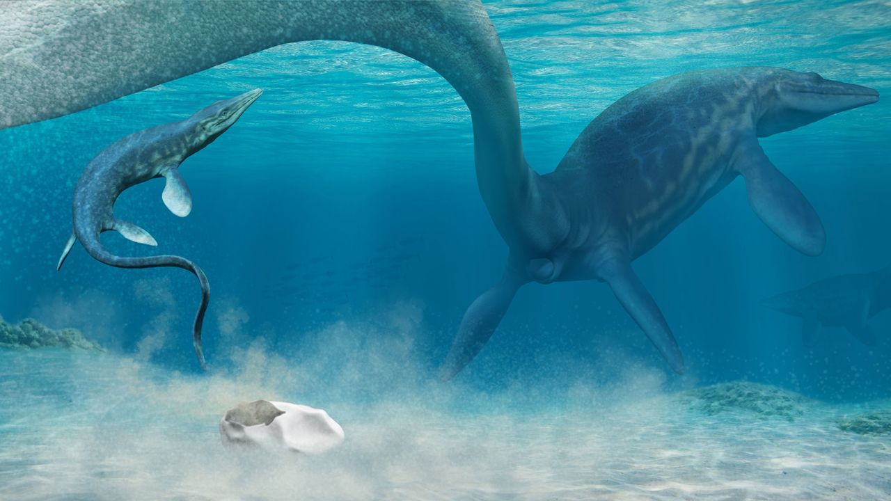 This is an artist's nterpretation of a baby mosasaur shortly after hatching. The mother mosasaur is laying an egg while a baby mosasaur swims towards the surface.