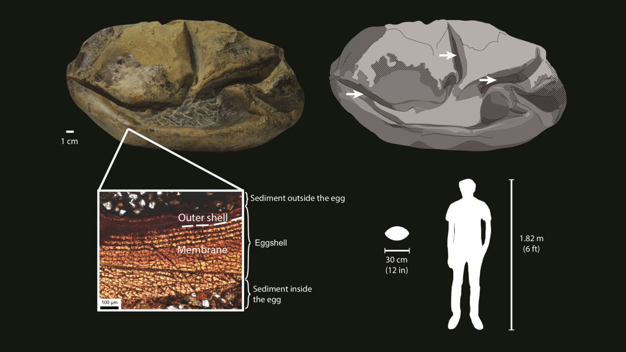 This diagram showing the fossil egg, its parts and relative size.