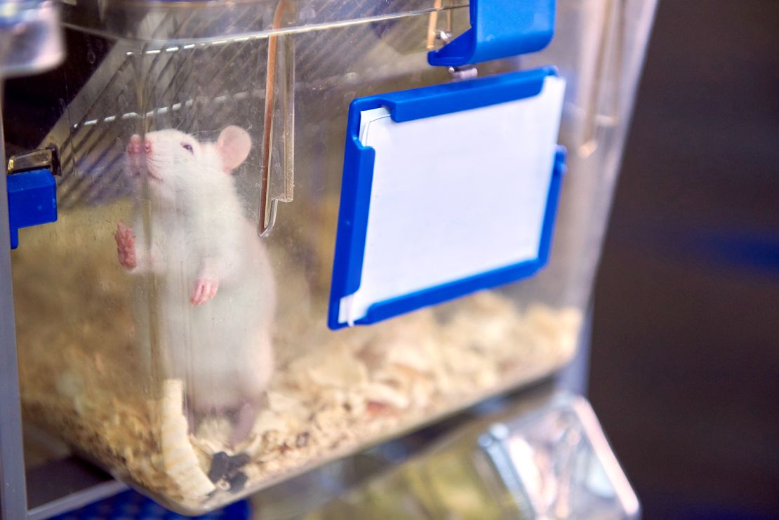 Laboratory mice are often male, which has meant that many drugs that advance to clinical trials are only tested in male animals.