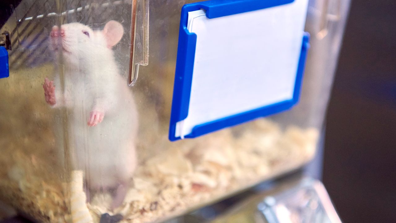 Laboratory mice are often male, which has meant that many drugs that advance to clinical trials are only tested in male animals.