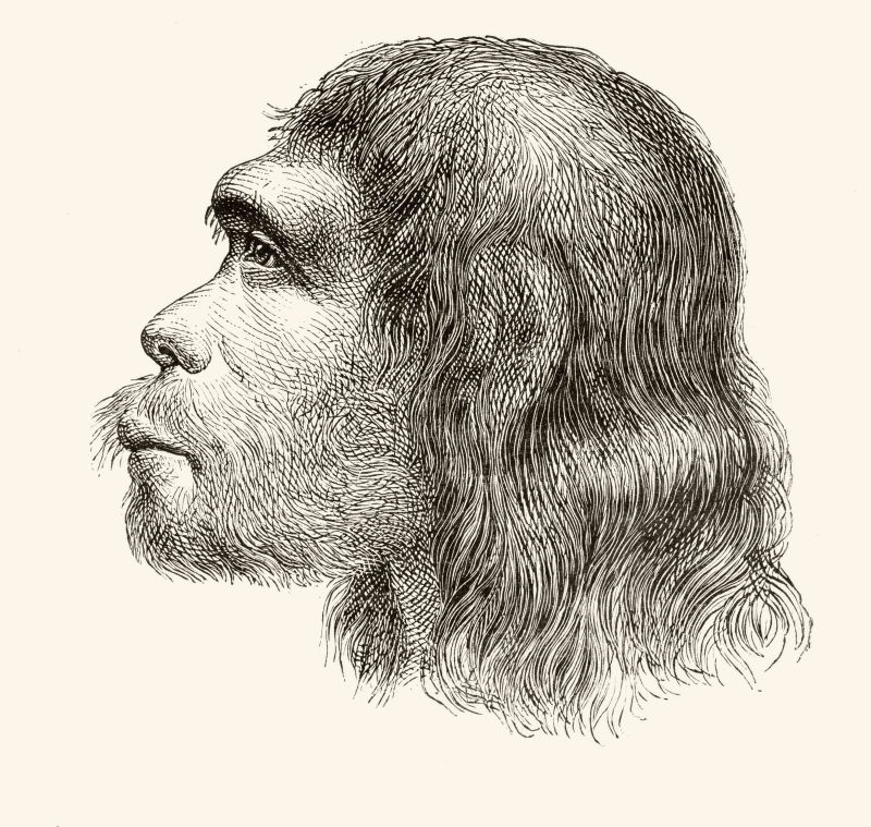 Scientists Have Created Mini Brains Containing Neanderthal DNA | CNN