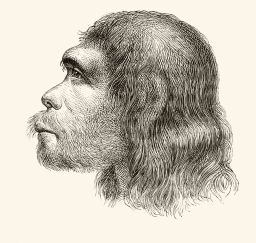 A 19th century illustration of a the head of a Neanderthal man.