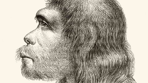 A 19th century illustration of a the head of a Neanderthal man.