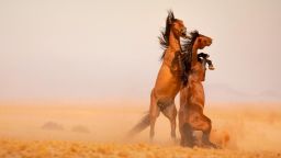 wild horses namibia card