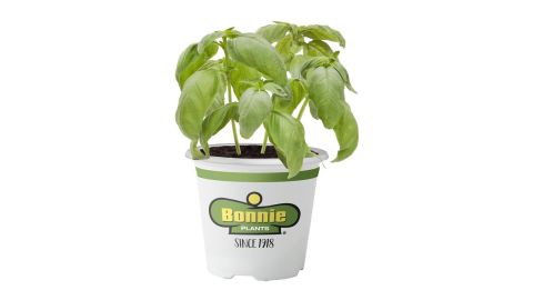 Bonnie Plants Sweet Basil