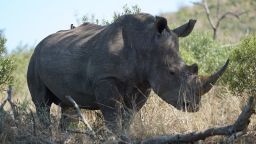 hluhluwe imfolozi white rhino 2