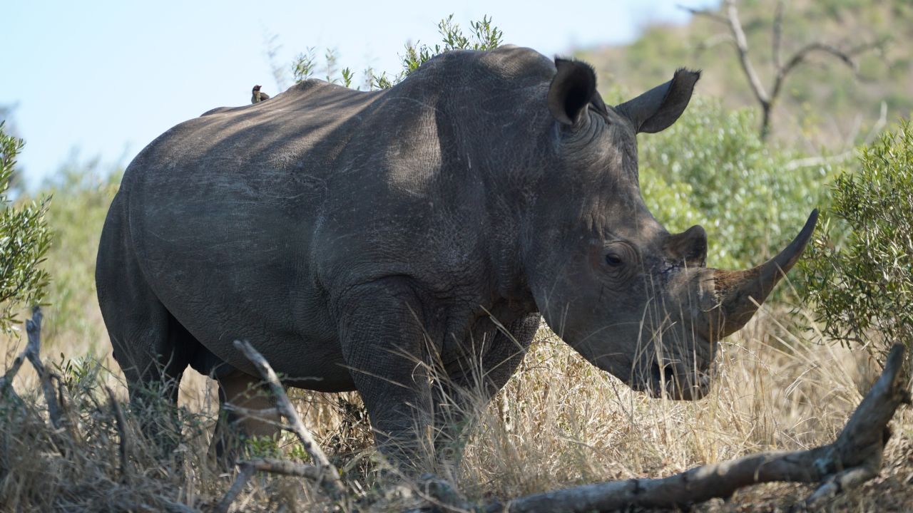 Hluhluwe Imfolozi Park has brought in advanced technology to protect southern white rhinos from poachers.