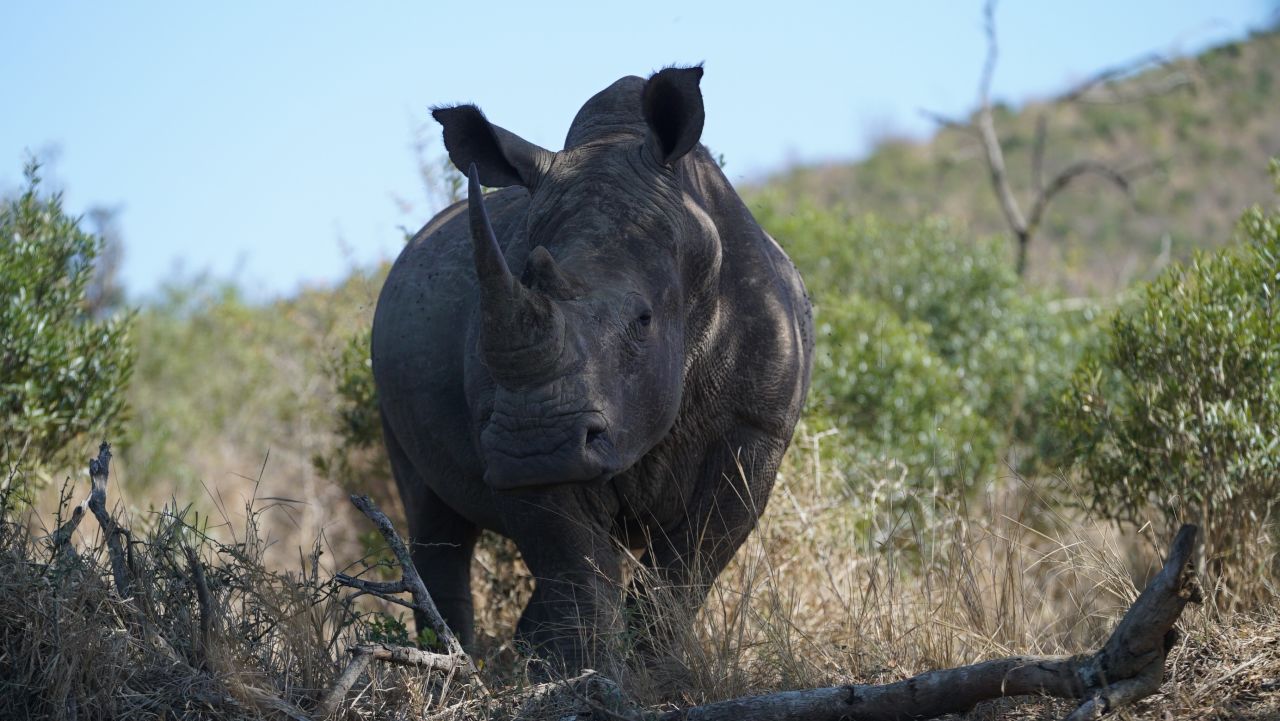 The reserve was previously losing between 10 to 15 rhino per month before the new measures were brought in.