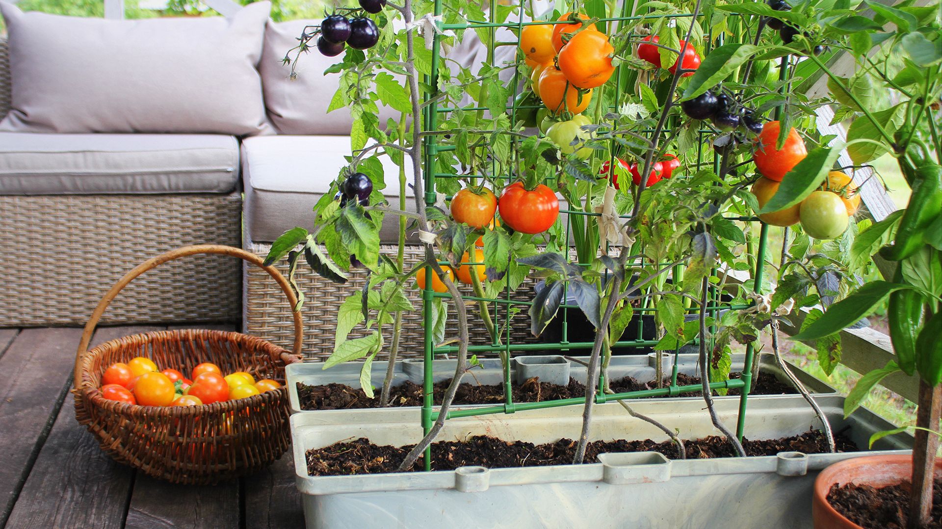 Quickstart Guide to Container Vegetable Gardening • Lovely Greens
