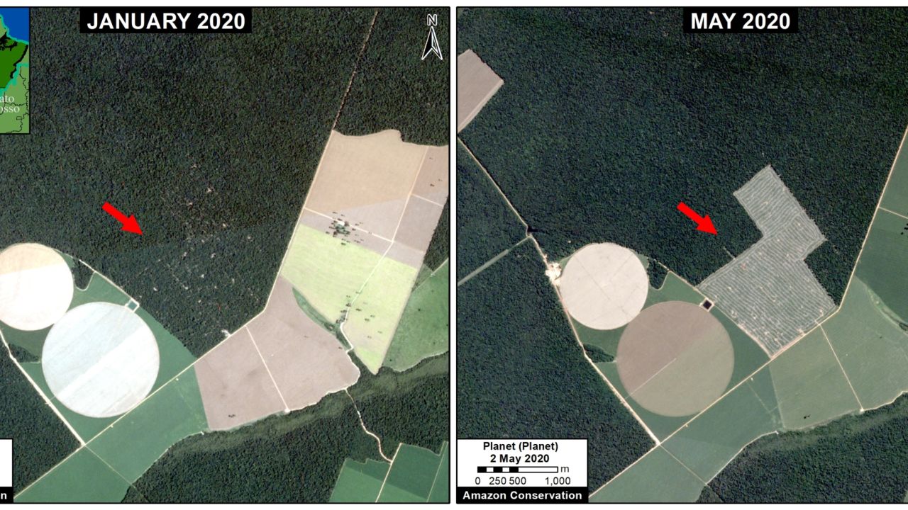 New satellite data analyzed by Amazon Conservation shows the extent of deforestation so far in 2020.