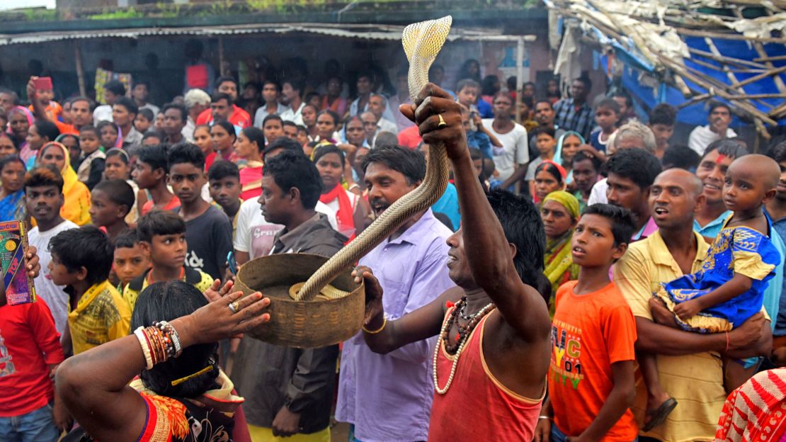 A snake charmer performing tricks  during the Jhapan Festival of West Bengal. Snakes such as cobras, pythons and vipers are worshipped during the annual festival. 