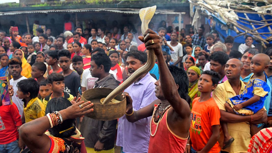 A snake charmer performing tricks during the Jhapan Festival of West Bengal. Snakes such as cobras, pythons and vipers are worshipped during the annual festival.
