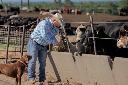 Mike Drinnin checks on cattle feed at a feedlot in Columbus, Neb., Wednesday, June 10, 2020.  (AP Photo/Nati Harnik)