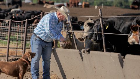 Mike Drinnin checks on cattle feed at a feedlot in Columbus, Neb., Wednesday, June 10, 2020.  (AP Photo/Nati Harnik)