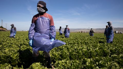 Laborers working on farm in California in April. (Photo by Getty Images)