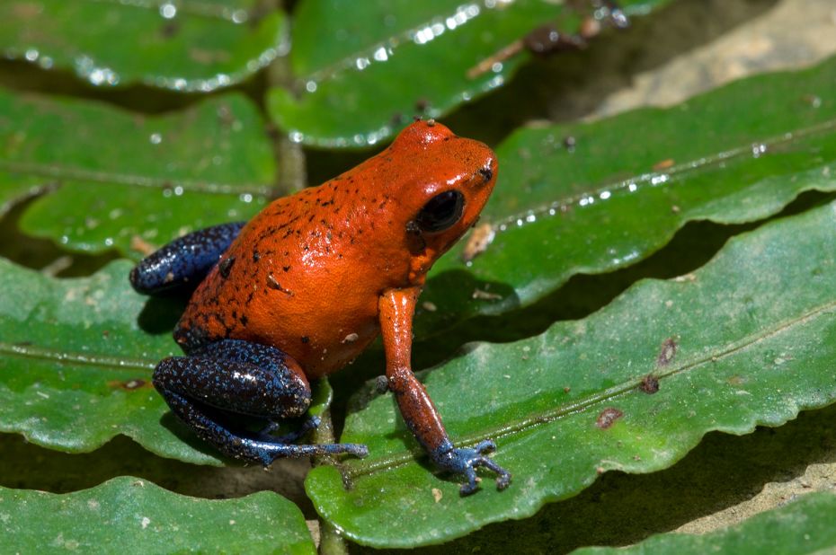 The strawberry poison dart frog is bright red with blue limbs, giving it the nickname "blue jeans" frog. It can be found throughout Costa Rica and is one of the country's most iconic amphibians.