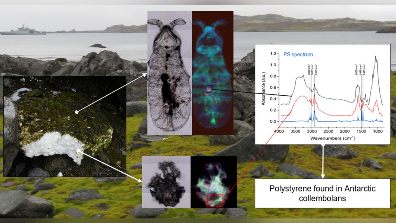A graph showing the levels of plastic pollution found in the gut of the "Cryptopygus antarcticus."