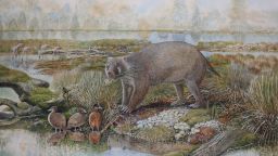 A wombat-like creature, the size of a black bear and weighing 150kg, once roamed the earth some 25 million years ago, scientists have discovered. 

Scientists from the University of Salford discovered the new family of marsupial after studying the partial skull and most of a skeleton collected from Lake Pinpa in north eastern South Australia on an expedition during the 1970s.

Courtesy Natural History Museum