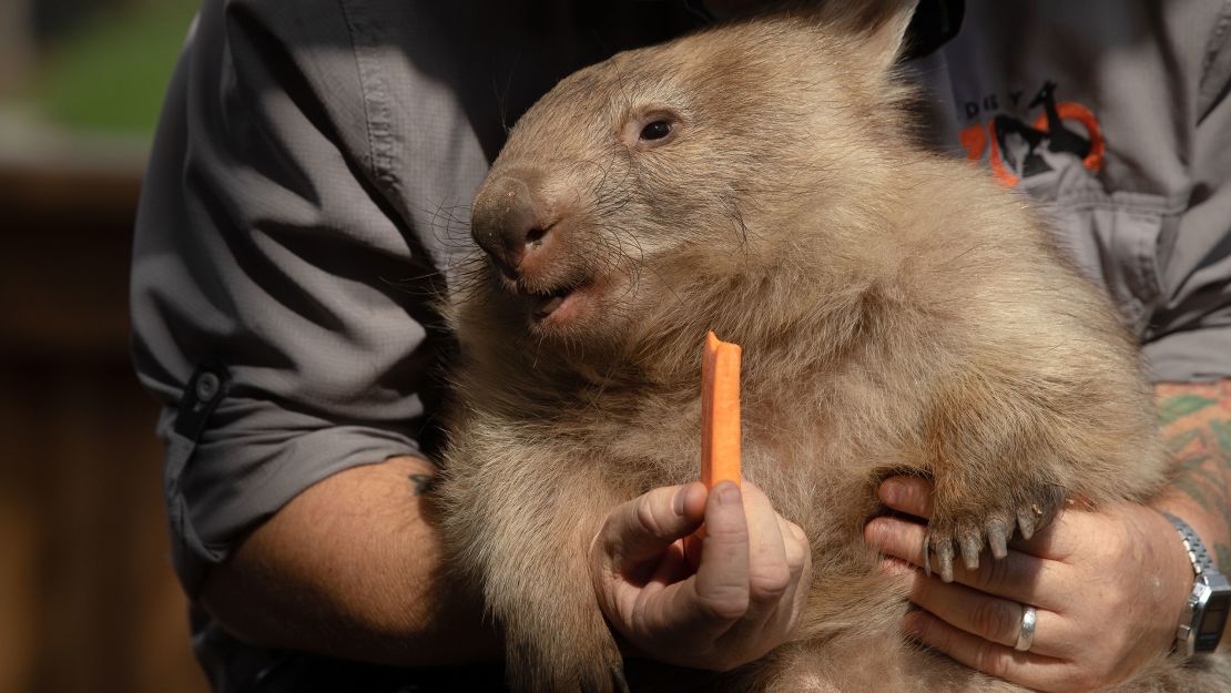 Modern-day wombats are much smaller. 