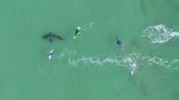 Drone footage of a large White shark in close proximity to surfers in Plettenberg Bay, South Africa on Tuesday highlights the urgency of a safety appeal to bathers, paddlers, body borders and surfers to be cautious along the Southern Cape coastline and the Eastern Cape coastline, in particular around the coastline of Plettenberg Bay and between Mossel Bay and Jeffreys Bay, due to a high number of reported White shark sightings and White Shark close encounters. Sarah Waries of City of Cape Town (CoCT) Shark Spotters programme has told the NSRI "The behaviour seen in this drone footage shows that the shark is aware of the surfers and is investigating the surfers. It is important for people to remember that White sharks are naturally inquisitive Apex predators and that although shark bites are rare, water users must understand the inherent risk associated with sharing the ocean with these animals and change their behaviour accordingly to avoid encountering sharks."