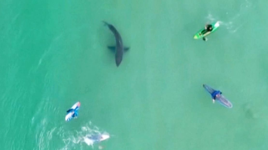 South Africa's sea rescue service has urged swimmers and surfers to be cautious after a spate of great white shark sightings and close encounters -- one of which was captured in astonishing drone footage released Tuesday. (Sea Rescue South Africa (NSRI)