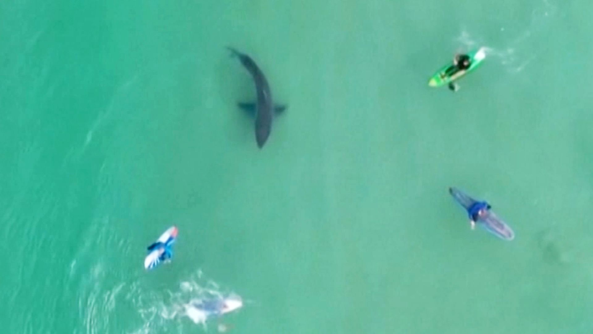 Video shows surfers unaware as great white shark lurks | CNN