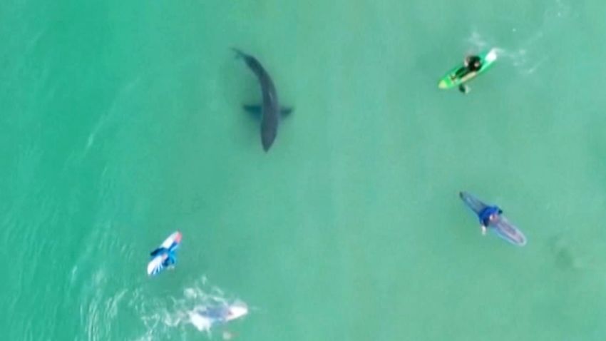 South Africa White Shark Under Surfers Drone