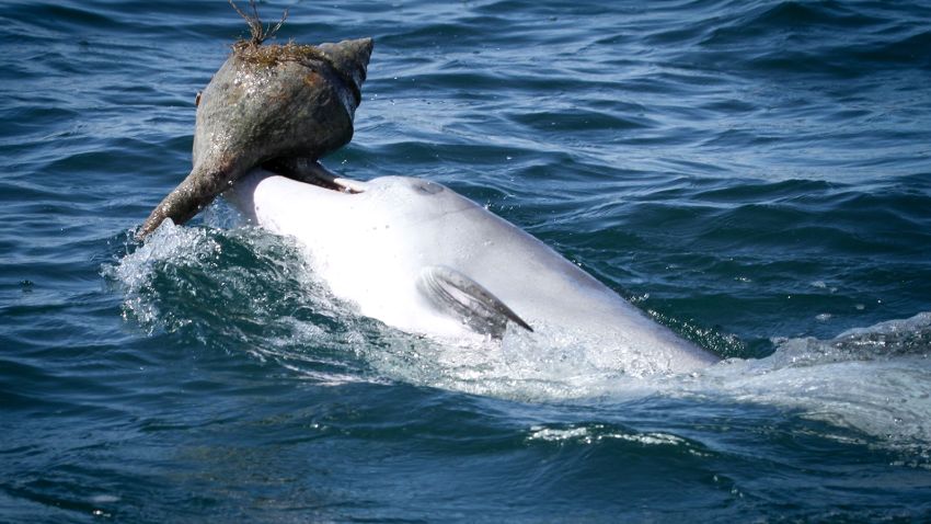 This image shows a dolphin shelling (1) CREDIT Sonja Wild -- Dolphin Innovation Project