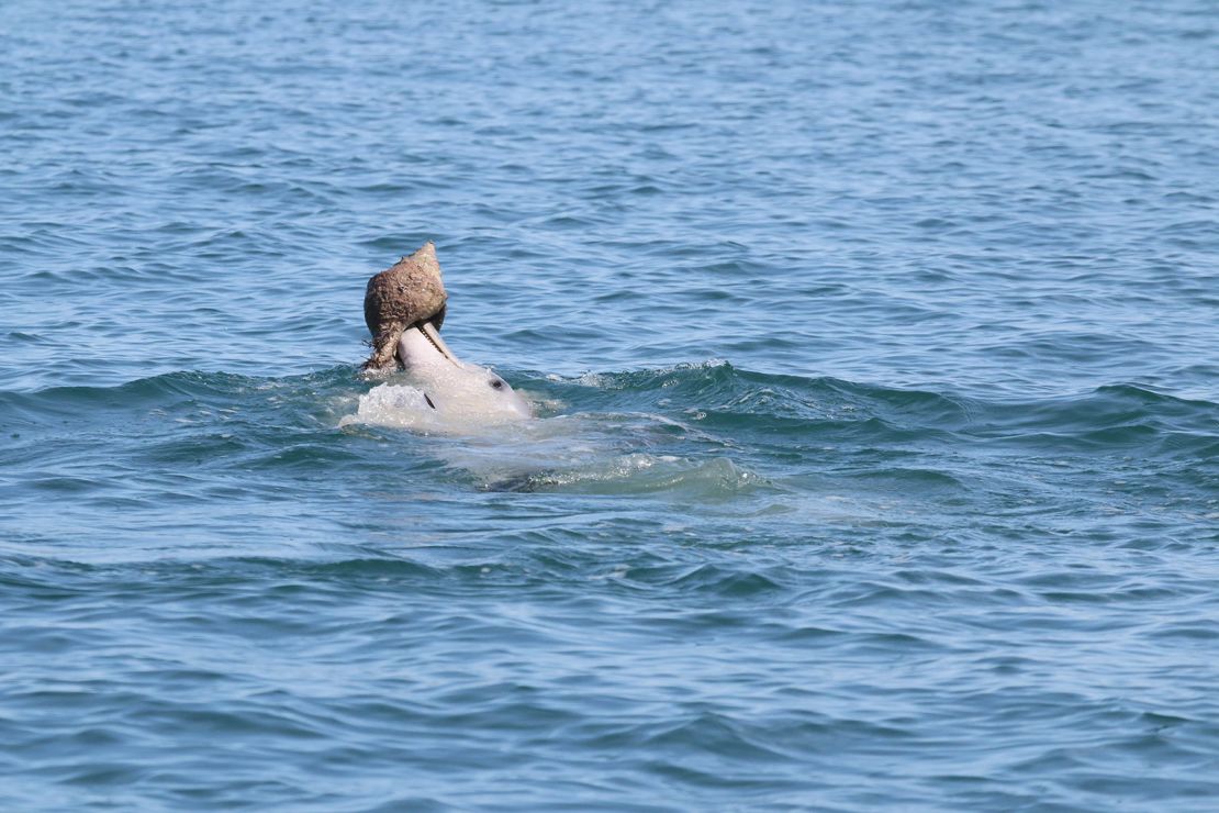 This image shows a dolphin shelling in Shark Bay in Western Australia.