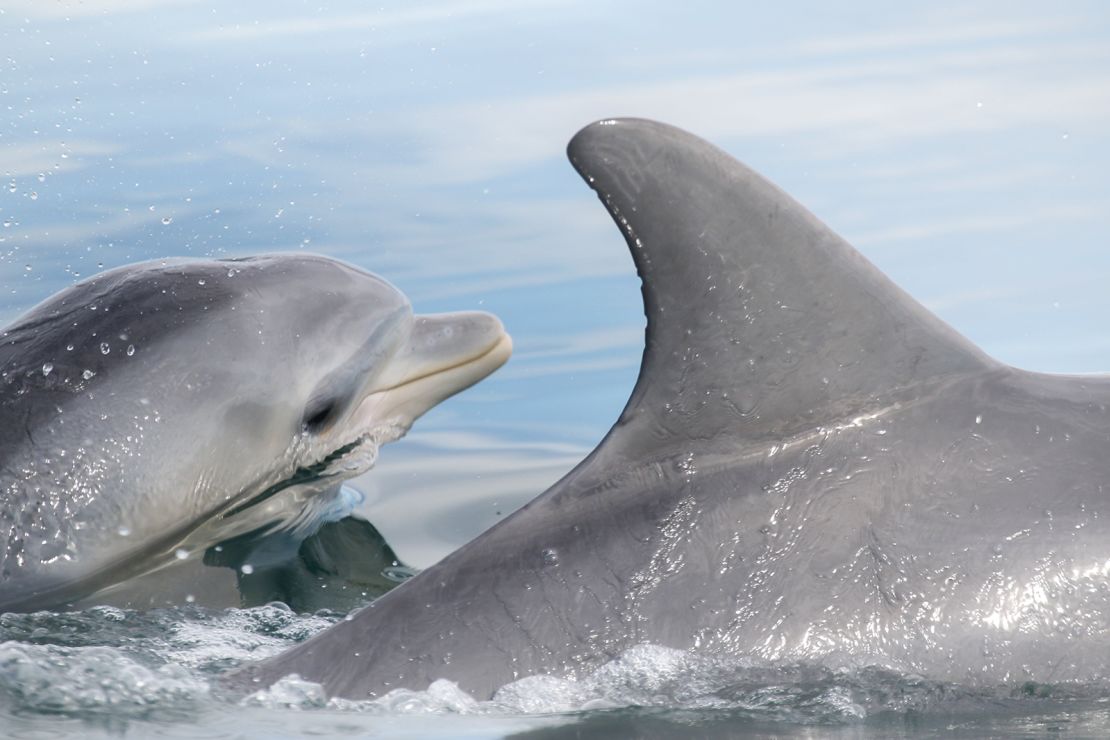 A mother and calf swimming together in Shark Bay, Australia.