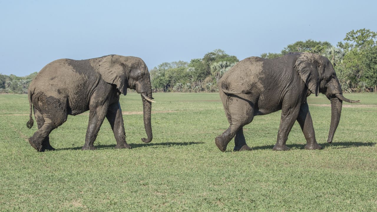 How a national park in Africa is thriving after war CNN