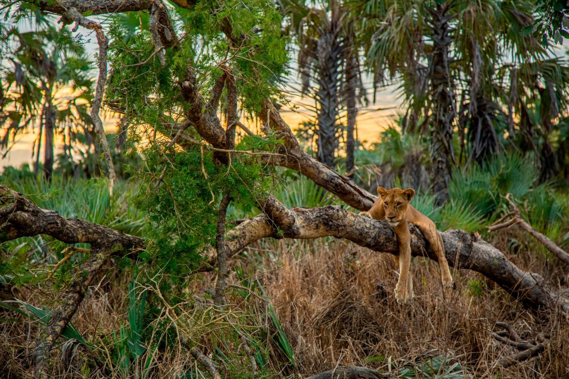 A lion lounges on a tree in Gorongosa National Park.