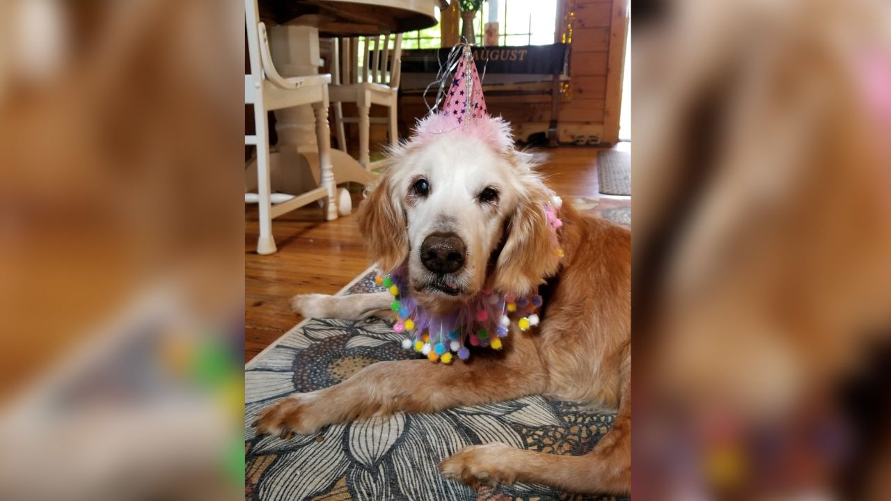 Augie with her birthday hat. 