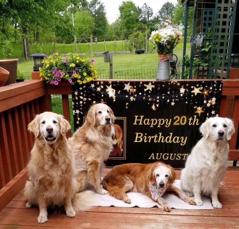 Oldest living sale golden retriever