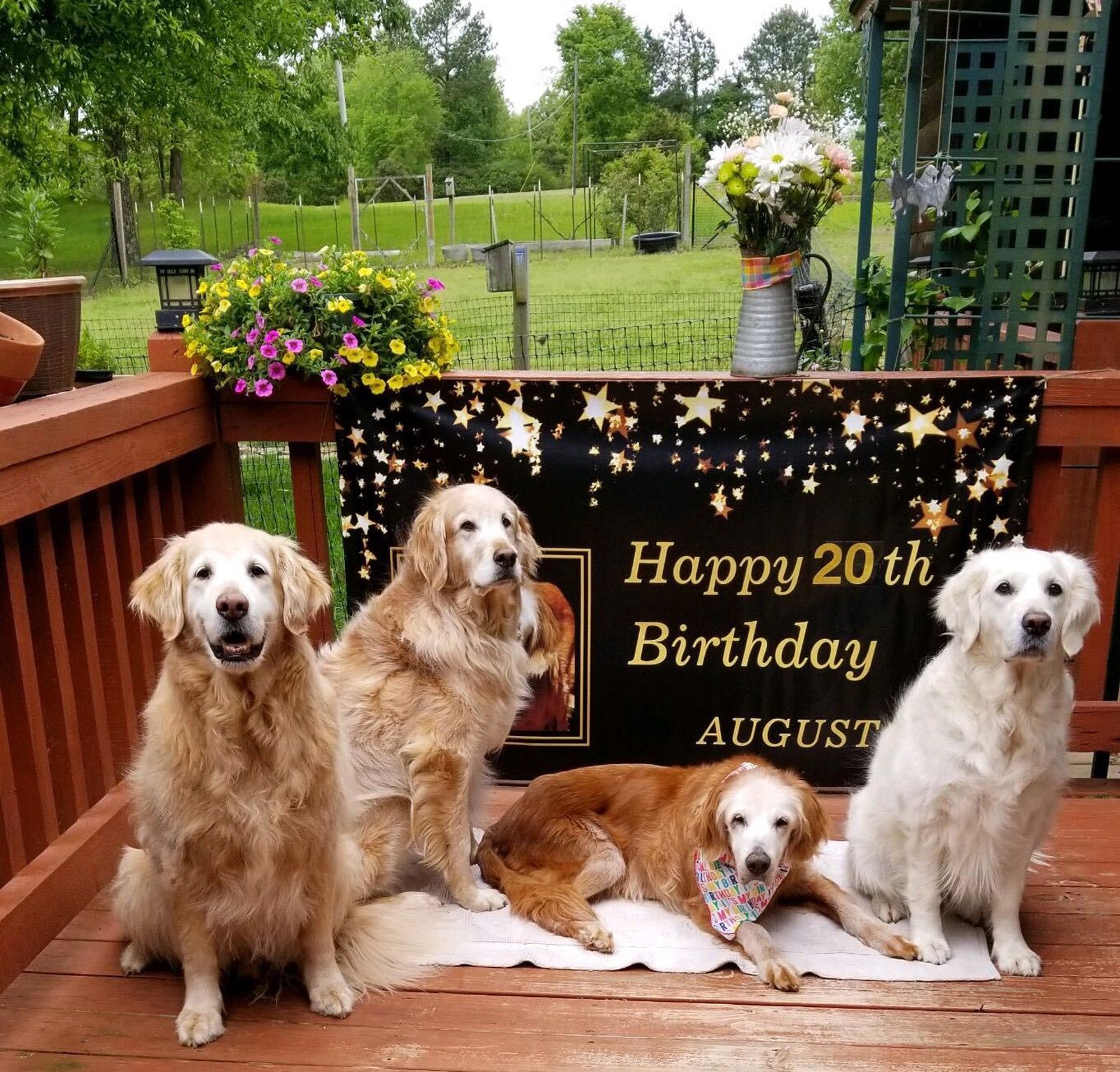 VIDEO: See 500 Golden Retrievers Celebrate Their Breed's Anniversary