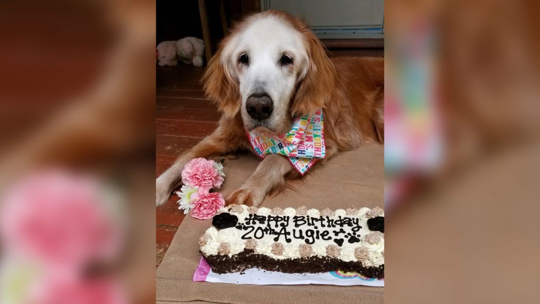 Augie got a dog-friendly carrot cake for her birthday.