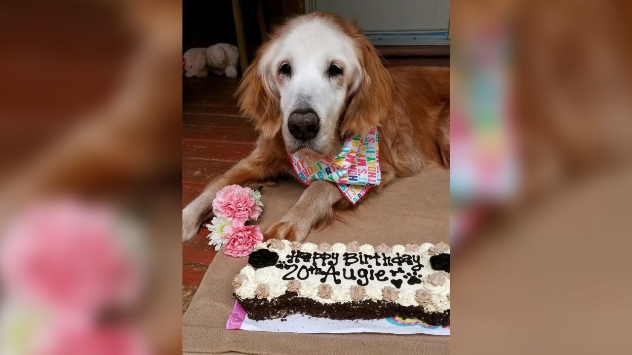 Augie got a dog-friendly carrot cake for her birthday. 