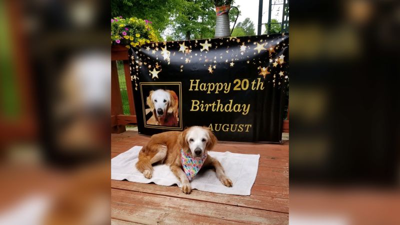 Oldest living sale golden retriever