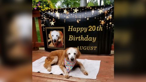 August "Augie" turned 20 years old on April 24 and is now the oldest golden retriever in history.