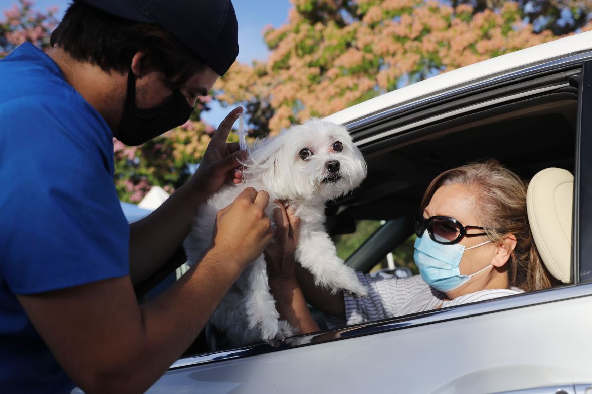 A veterinary technician vaccinates Cohiba, Sasha Cardenti's dog, at a drive-thru clinic in Mission Viejo, California, on Tuesday, June 23. <a href="https://www.cnn.com/2020/05/07/world/gallery/drive-thrus-drive-ins-coronavirus/index.html" target="_blank">Related photos: How we're relying on our cars during the pandemic</a>