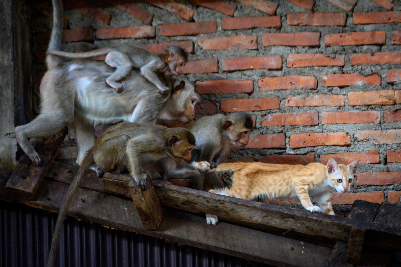 Long-tailed macaques pull a cat's tail in Lopburi, Thailand, on Sunday, June 21. Lopburi's monkey population has doubled to 6,000 in the last three years, prompting authorities to start a sterilization campaign