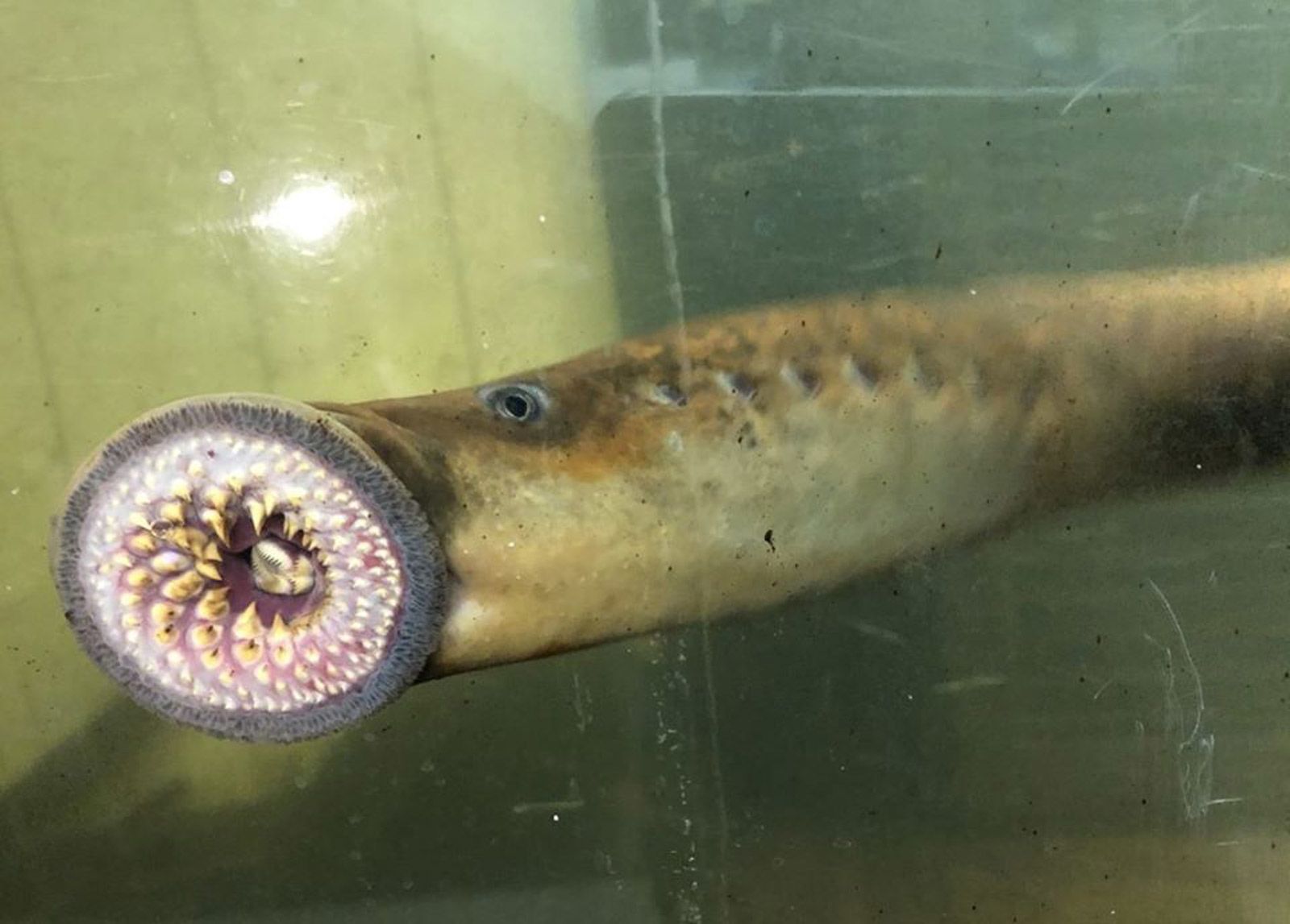 A 'vampire fish' is spawning in Vermont's waters. Experts say most
