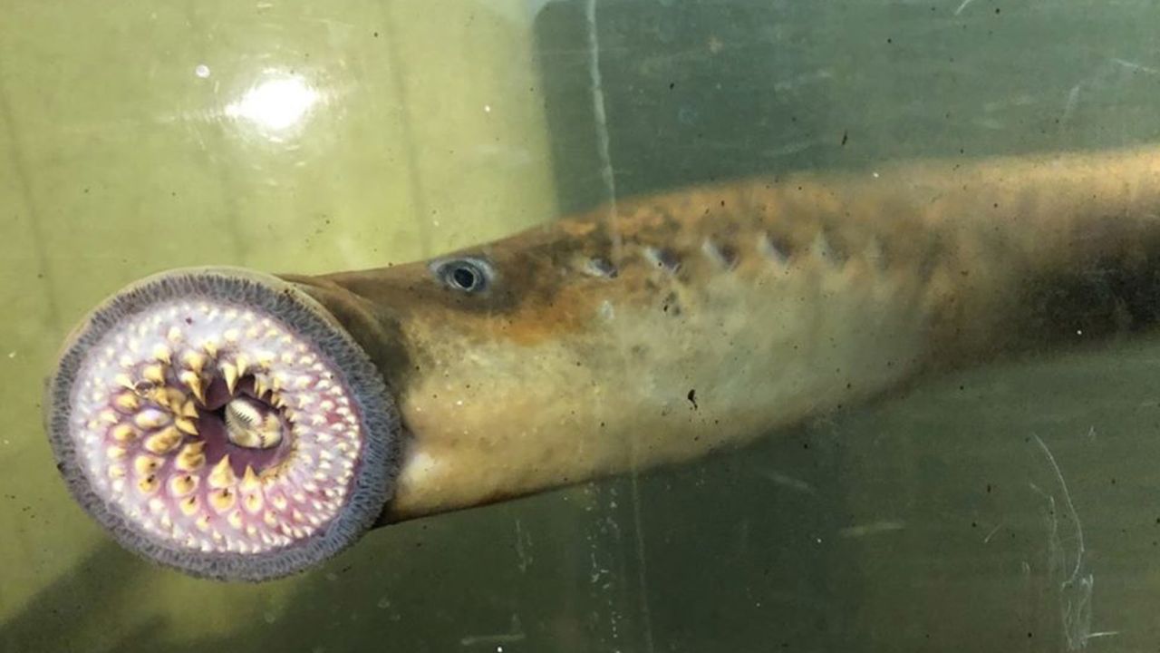 There are hordes of invasive blood-sucking sea lampreys in the